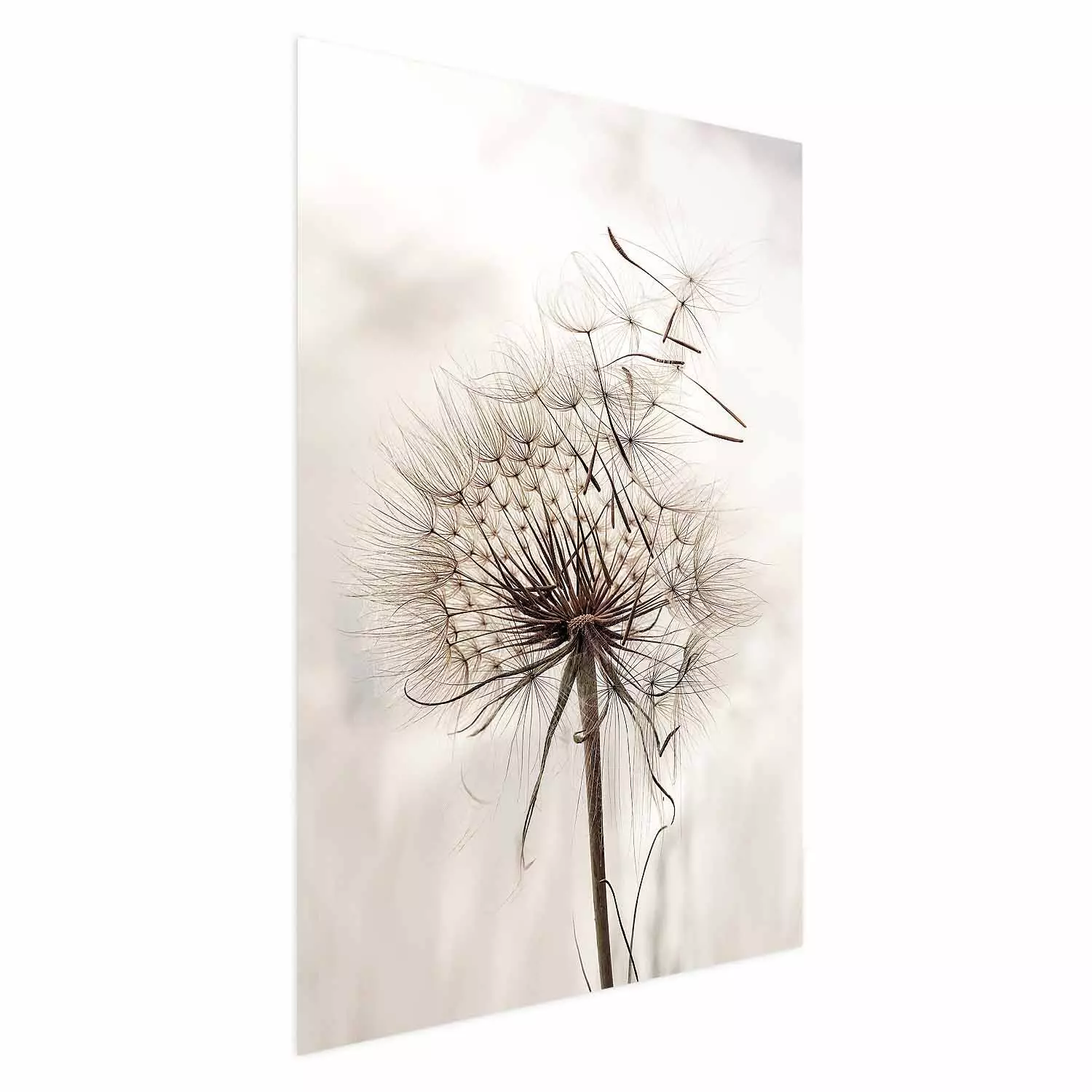 Wall Poster Magnetic Breeze - dandelion flower in the wind in sepia colors