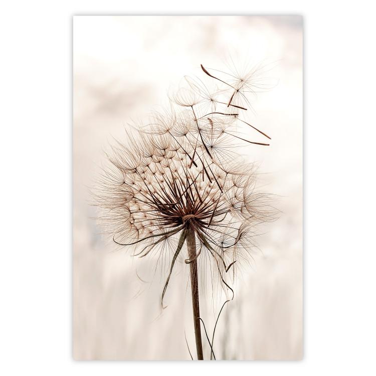 Poster Magnetic Breeze - dandelion flower in the wind in sepia colors