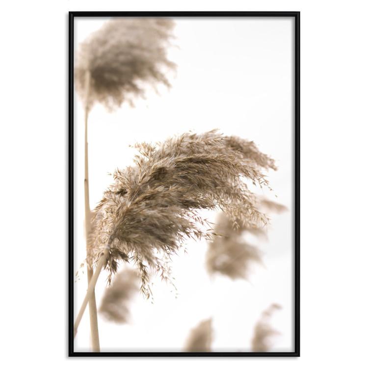 Poster Dry Wind - plant landscape in the wind on a contrasting white background