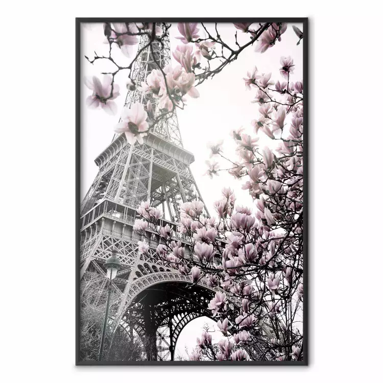 Magnolias in the Sun of Paris - pink flowers against the gray backdrop of the Eiffel Tower