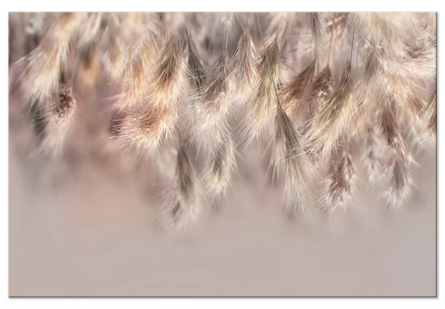 Large canvas print Height of Summer - Close-up of golden-colored grass blades on a light background