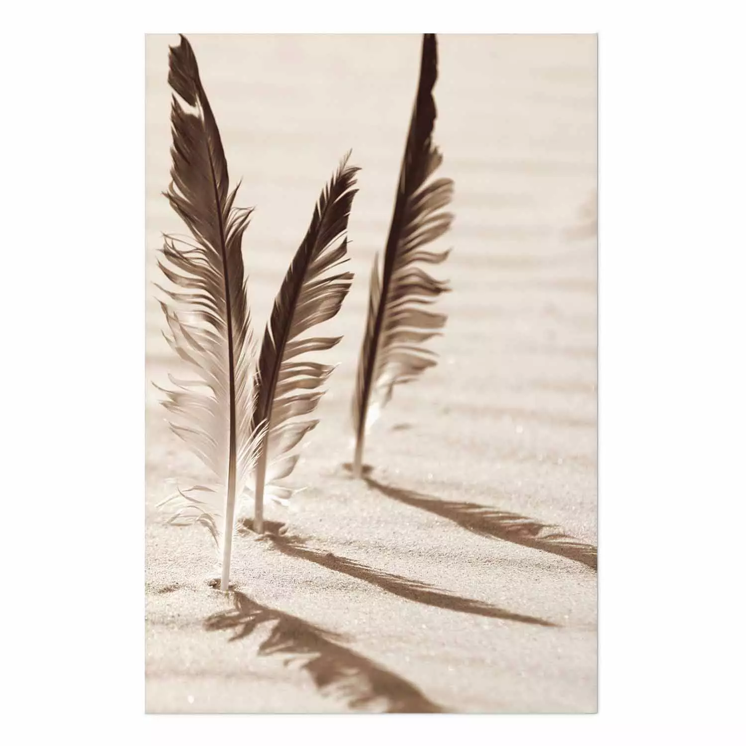 Wall Poster Shady Feathers - marine composition of feathers in sand in sepia colors
