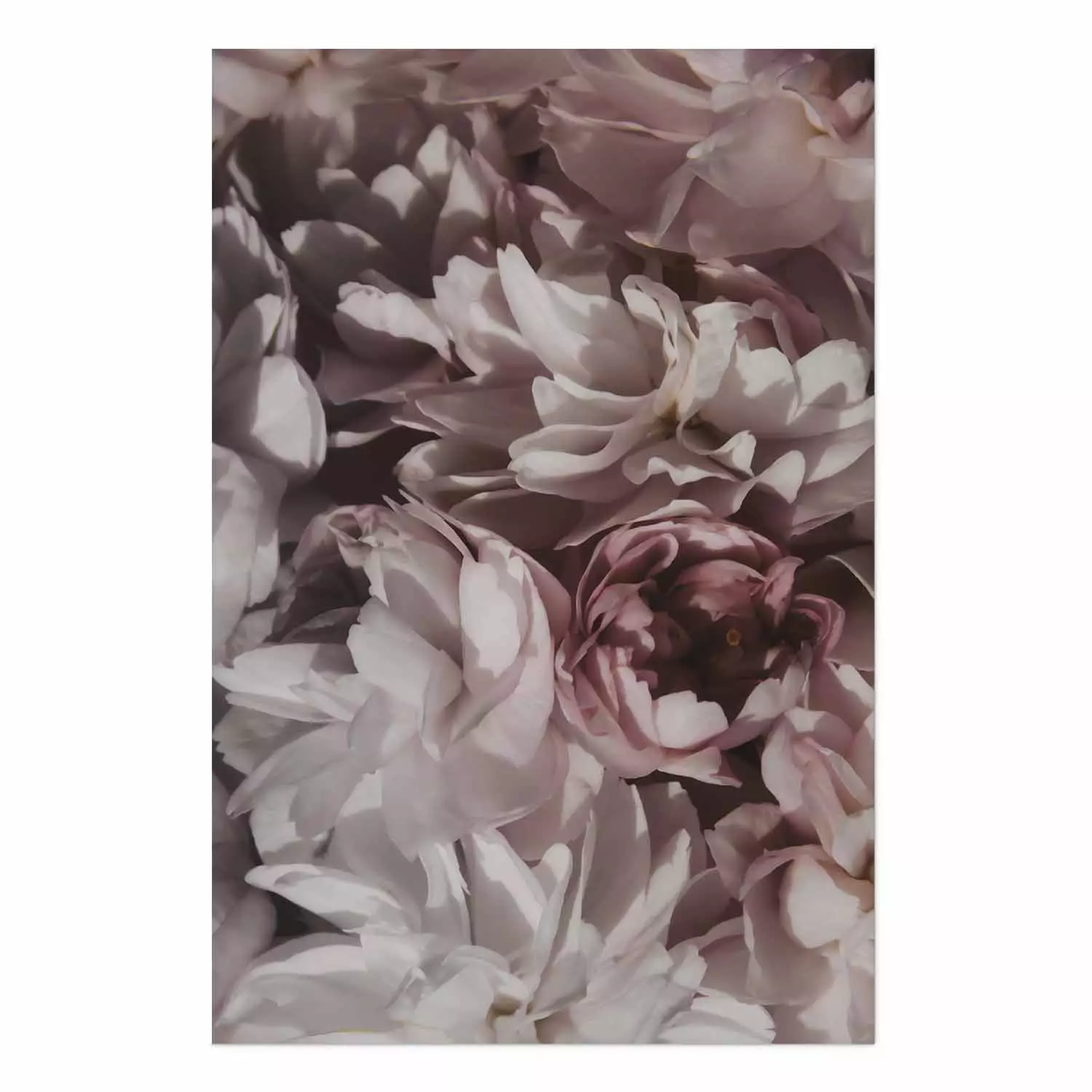 Poster Summer in the Garden - velvety composition of delicate red flowers