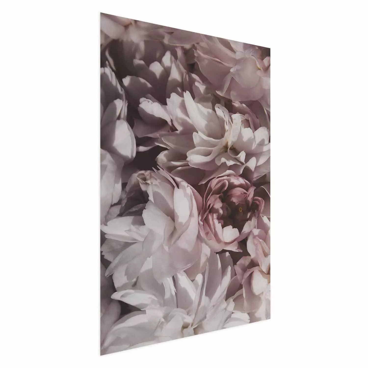 Poster Summer in the Garden - velvety composition of delicate red flowers