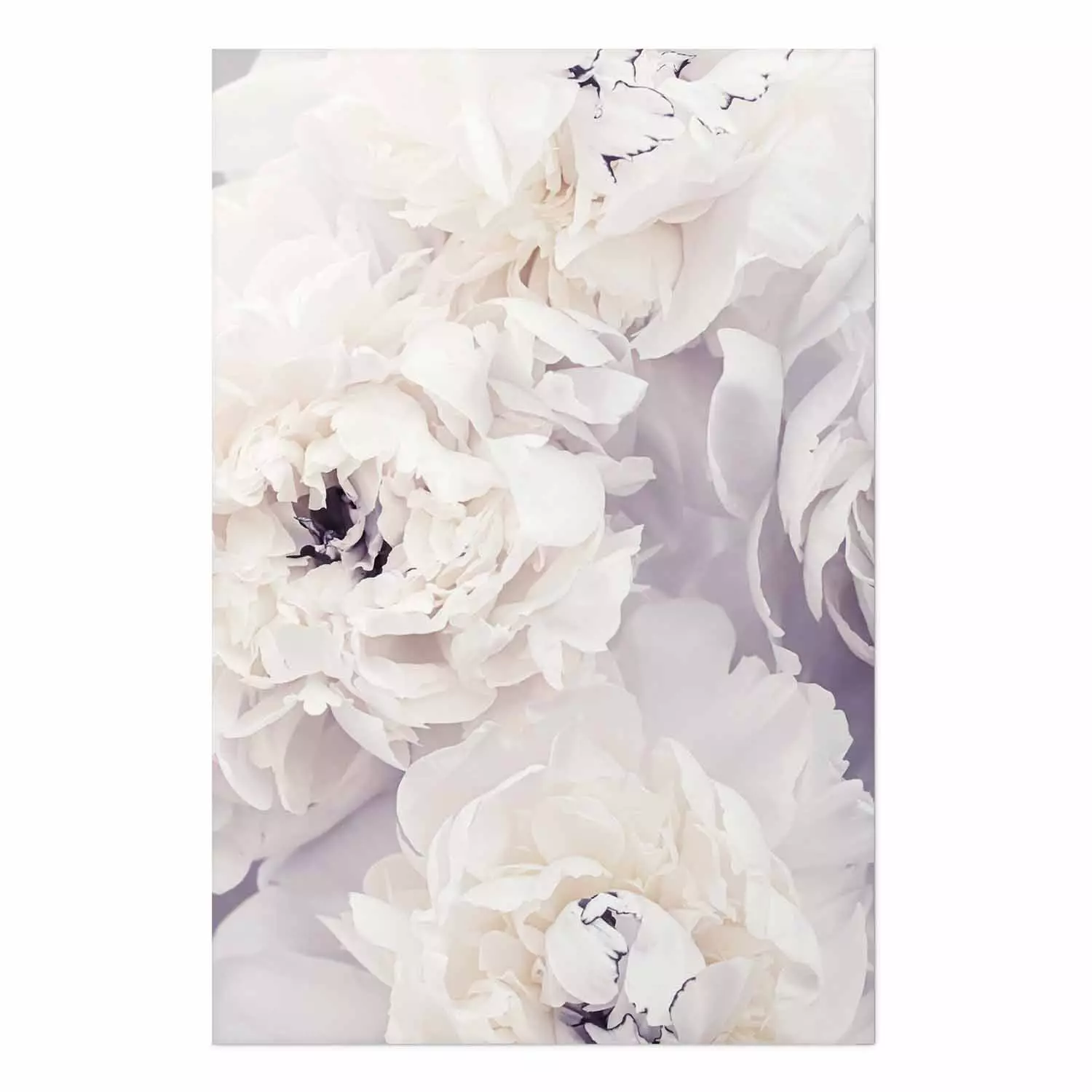 Poster Vanilla Magnolias - composition of flowers with a delicate purple hue