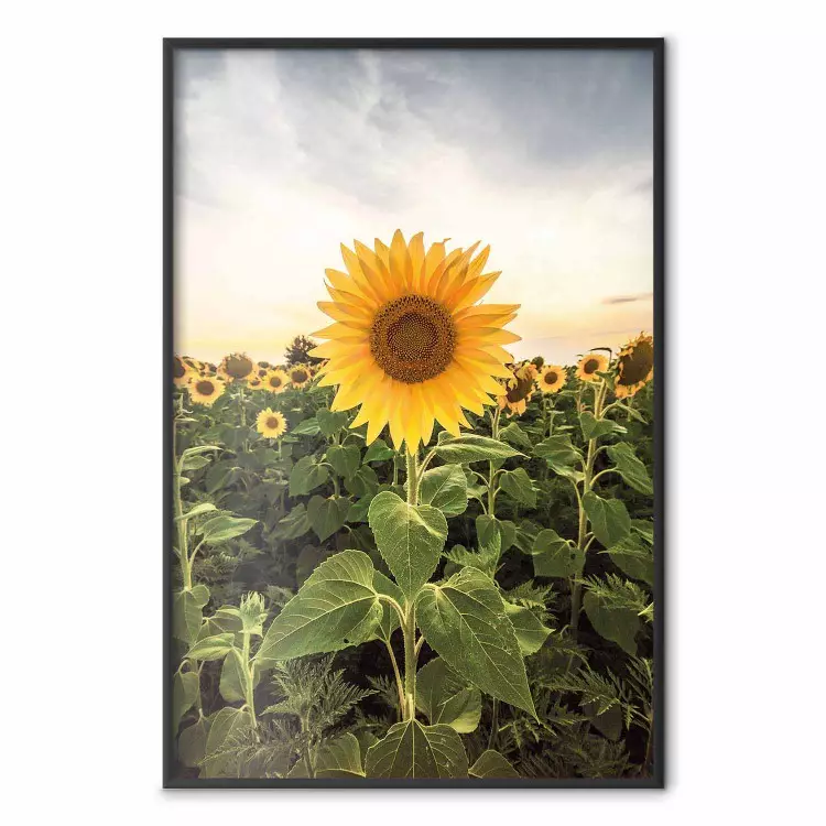 Sunflower Field - meadow full of yellow flowers against a bright sky