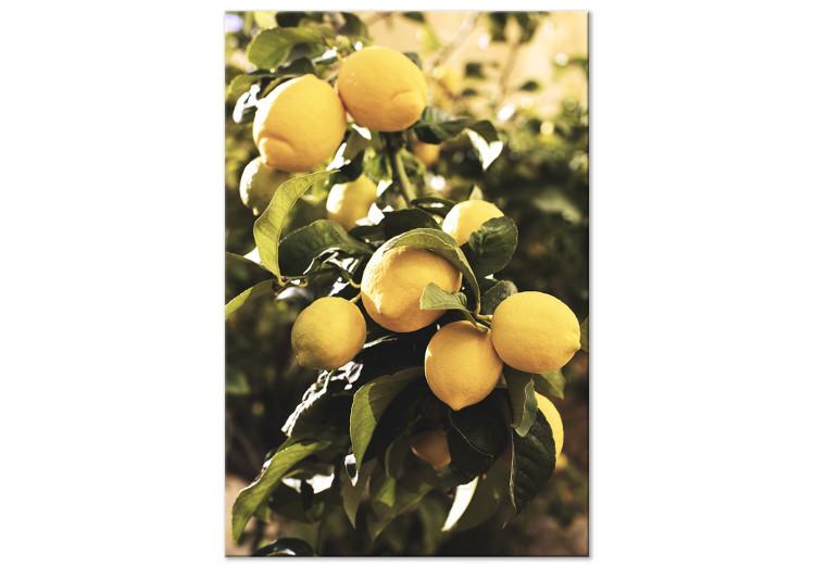 Canvas Lemon tree - Photo of twigs of trees with ripe fruits