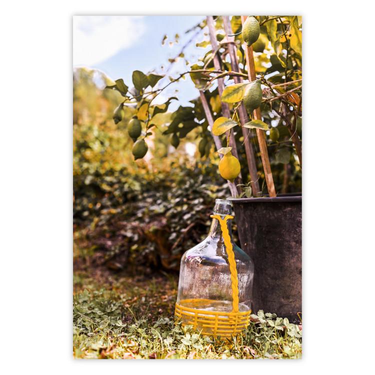 Poster Lemon Harvest - warm nature shot overlooking blooming plants