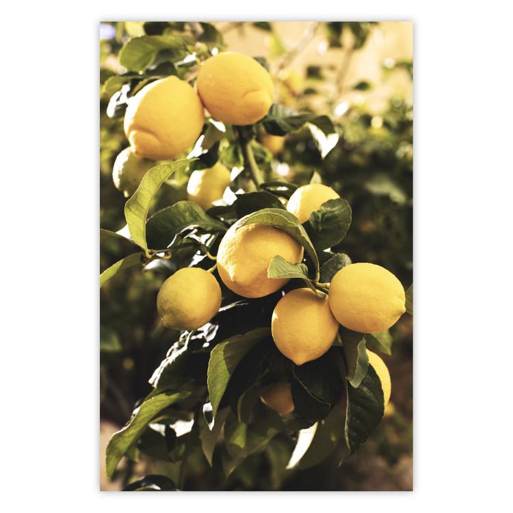 Poster Italian Citrus - composition with yellow lemons against green plants