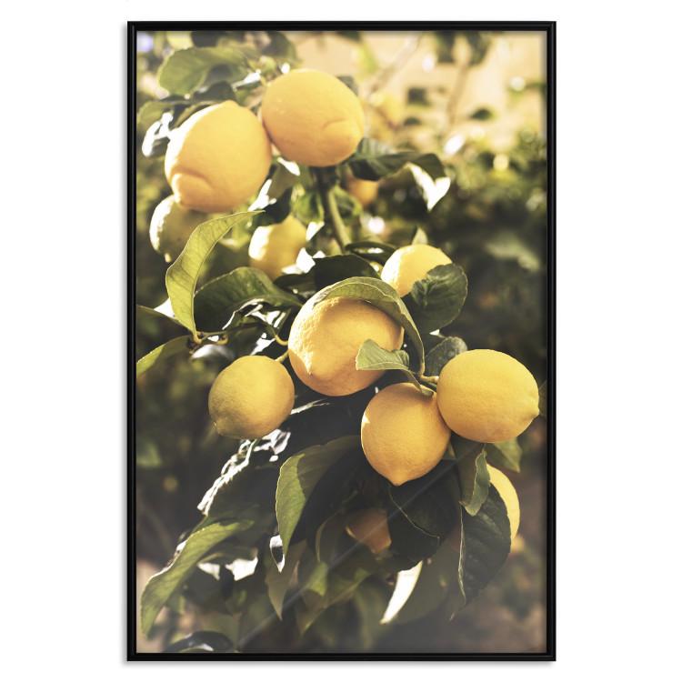 Poster Italian Citrus - composition with yellow lemons against green plants