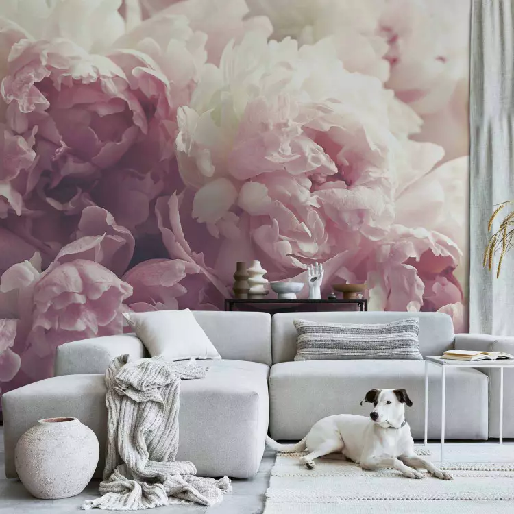 Blooming Peonies