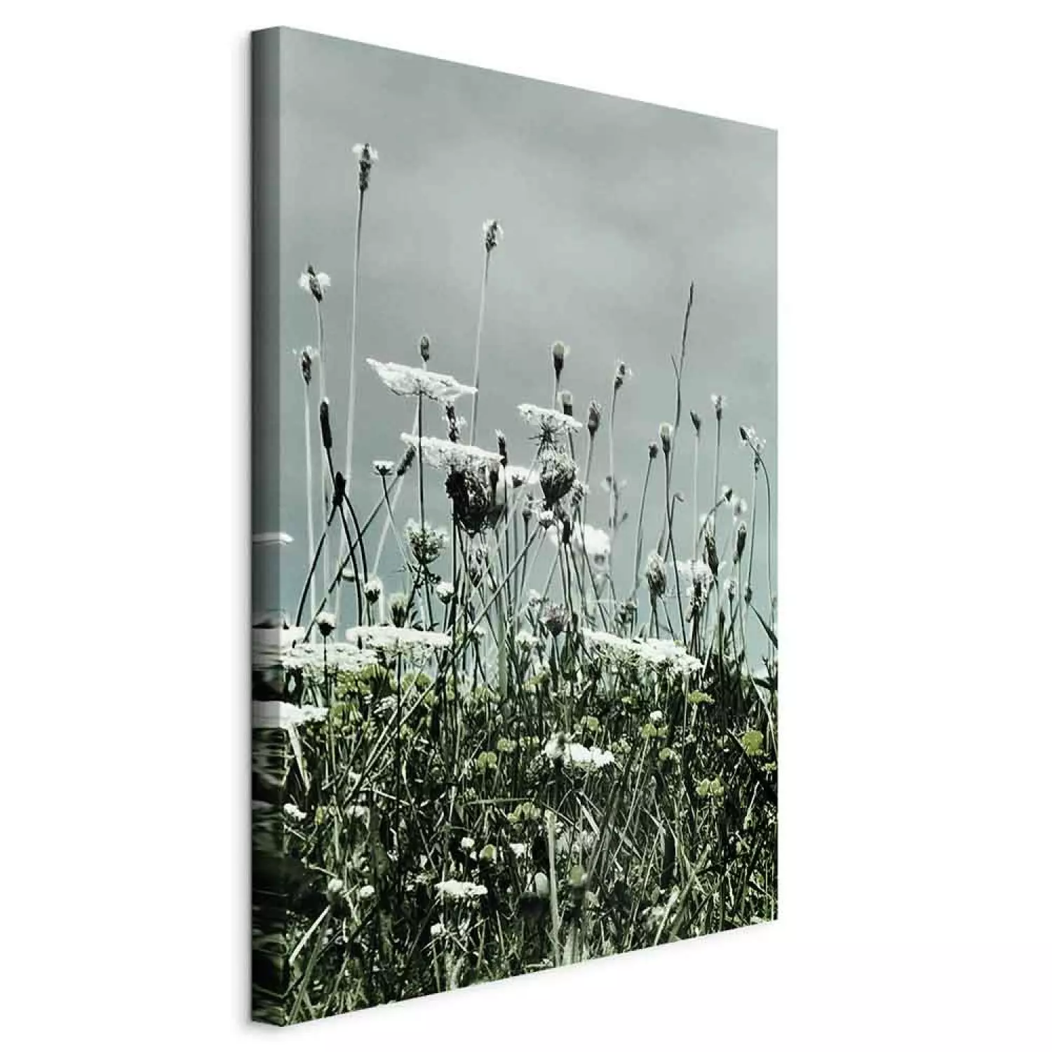 Canvas Field of white poppies - photo of landscape with gray sky