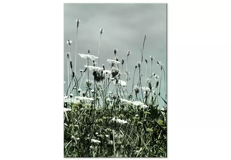Canvas Field of white poppies - photo of landscape with gray sky