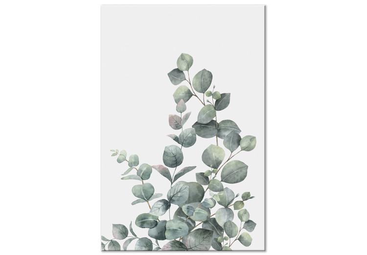 Canvas Eucalyptus leaves - landscape on a white background