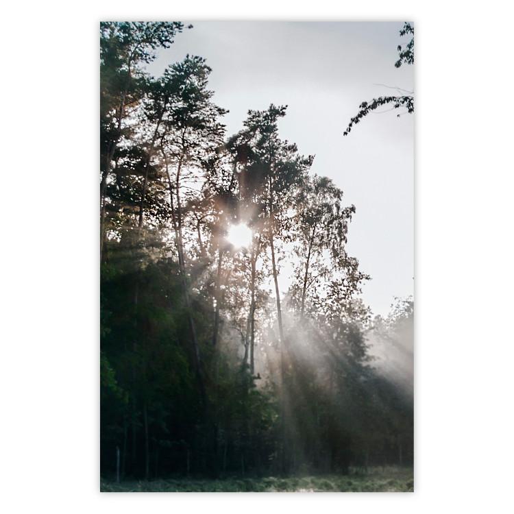 Poster New Hope - forest landscape among trees with sunrise in the background