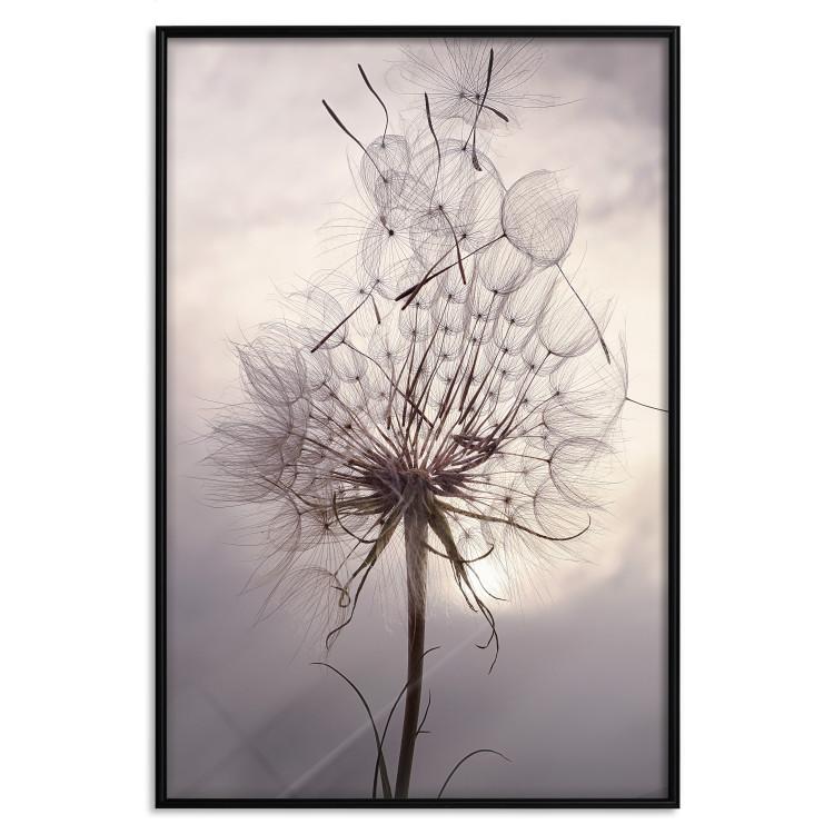 Poster Divided Moment - delicate dandelion flowers on an evening sky