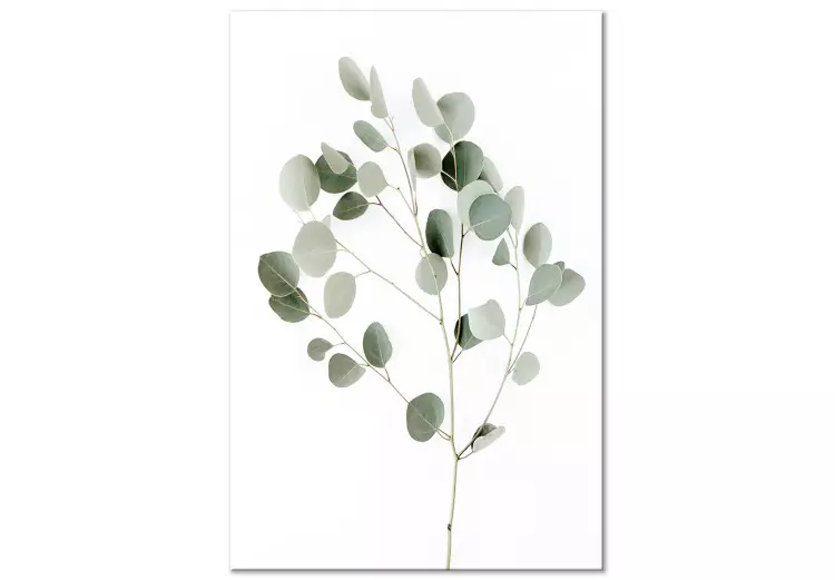 Canvas Silver Eucalyptus - vegetation landscape on a white background in boho motif