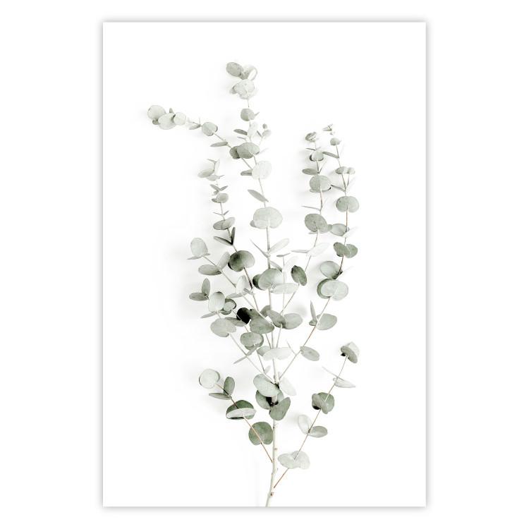 Poster Eucalyptus Caesia - simple composition with green leaves on a white background