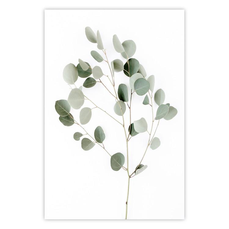 Poster Silver Eucalyptus - simple composition with green leaves on a white background