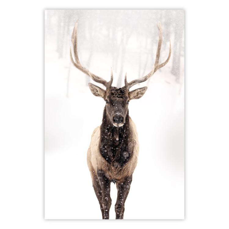 Poster Deer in the Snow - winter composition of a brown deer on a white background