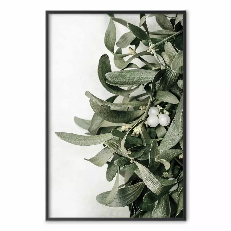 Christmas Holly - plant related to Christmas