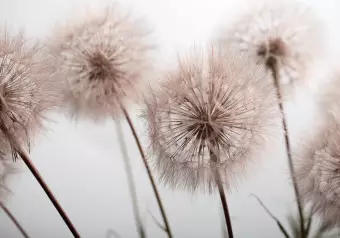 Wall Mural Summer nature close-up - delicate dandelions in sepia approximation Wallpaper Cropper