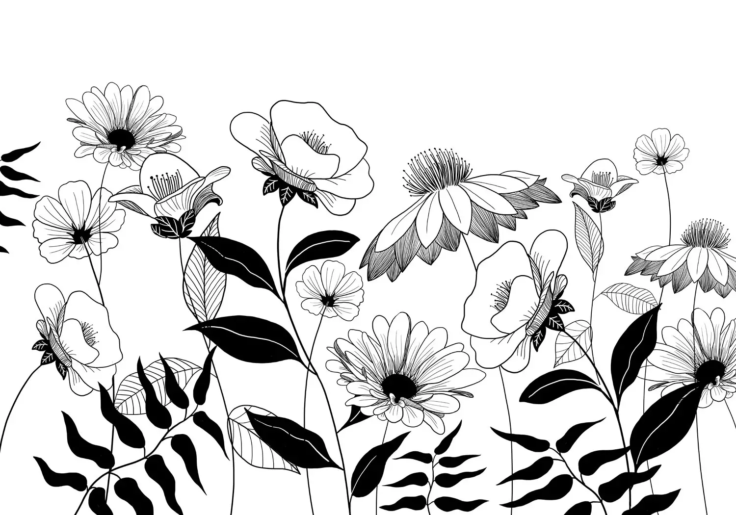 Wall Mural Drawn flowers - plant motif with black flowers on a white  background - bimago, image size:1500x1050