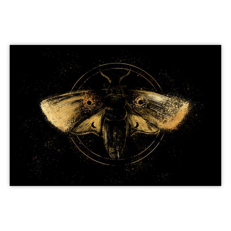 Poster Night Moth [Poster]