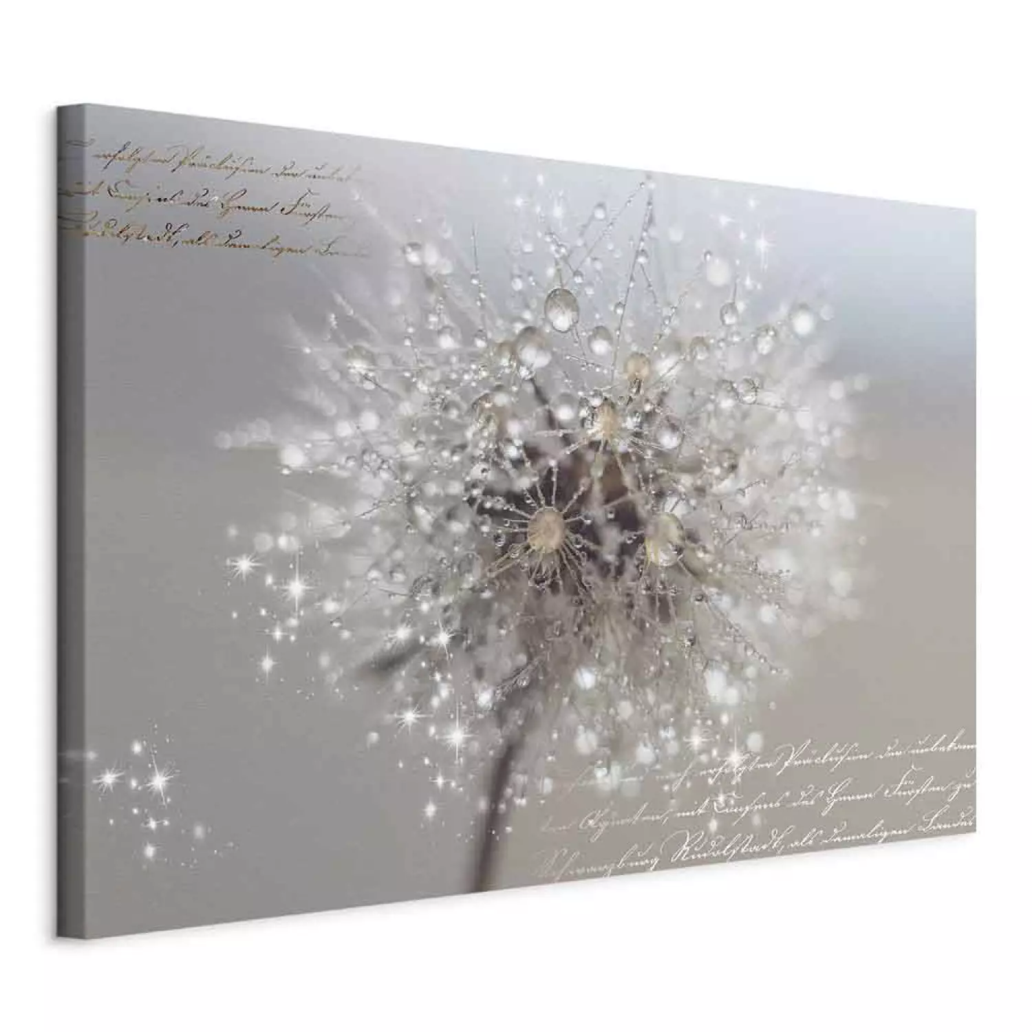 Canvas Painting Dandelion in Sepia Tones (1-piece) Wide - flower and texts  - bimago