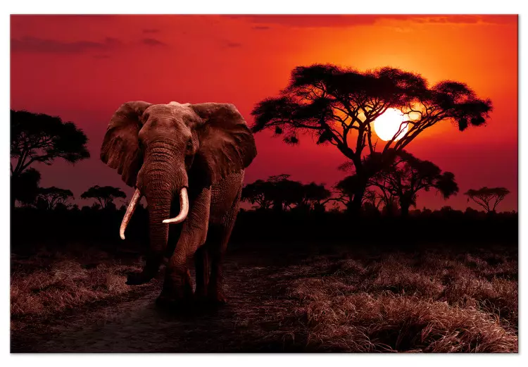 Canvas African Trek (1-piece) Wide - second variant - walking elephant