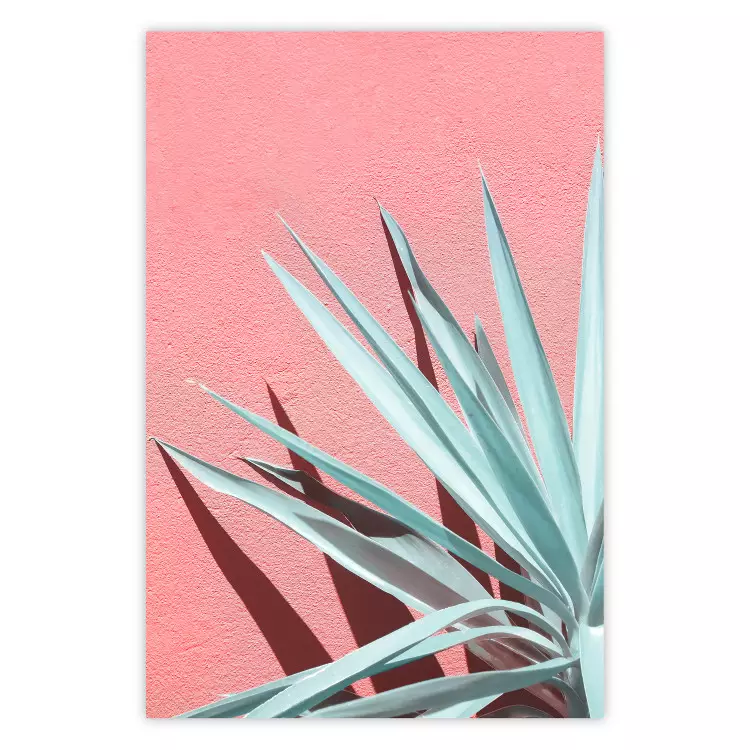 Poster In Full Sun - Aquamarine Leaves Giving Shade Against the Pink Wall