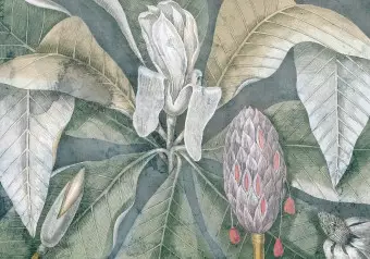 Photo Wallpaper Umbrella tree - tropical green foliage by Mark Catesby Wallpaper Cropper