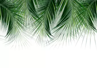 Photo Wallpaper Under a Tropical Plant - Branchy Palm Twigs With Green Leaves Wallpaper Cropper