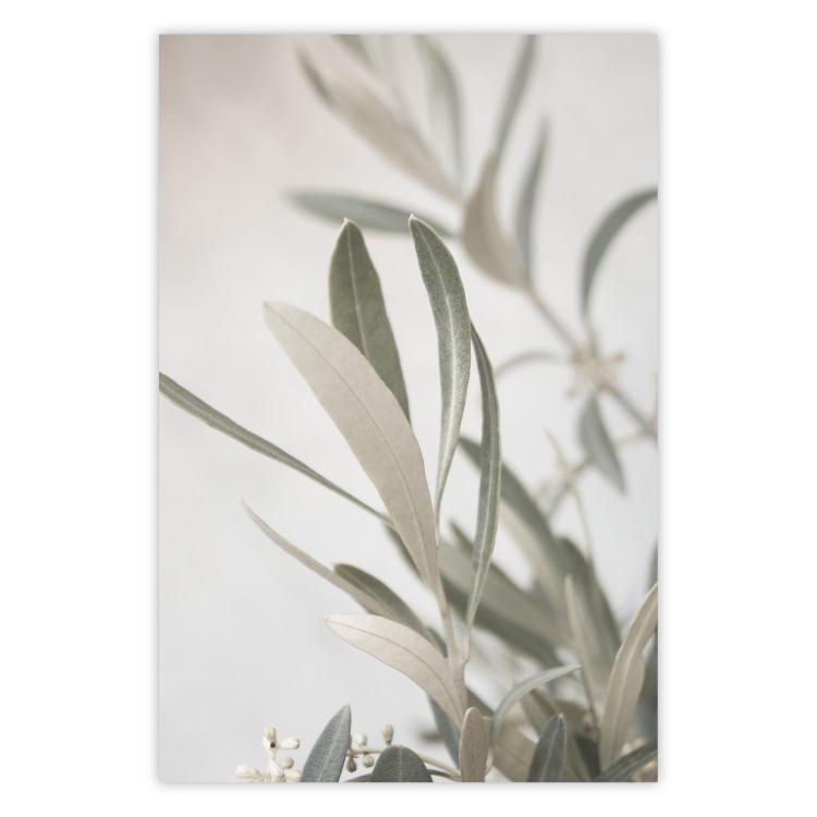 Poster Olive Tree Twig - Frame for a Fragment of Mediterranean Vegetation