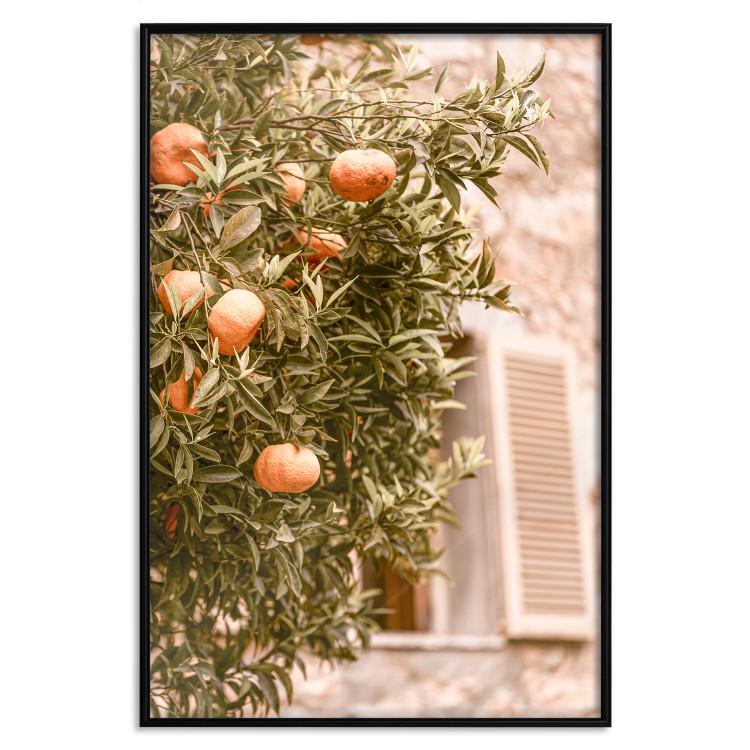 Poster Urban Greenery - Citrus Tree Against the Background of an Old Building