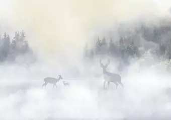 Wall Mural Roe Deer and Deer in the Fog - Animals Against the Background of a Forest Lake and Mountains Wallpaper Cropper