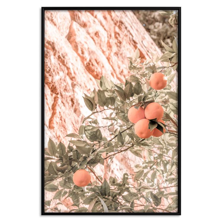 Poster Young Clementines - Branch of a Mandarin Tree With Fruits