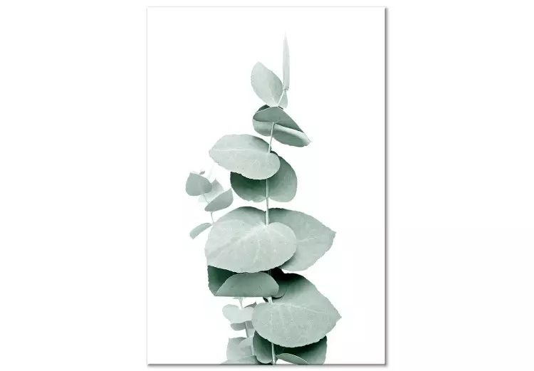 Canvas Eucalyptus - Green Plant Twig Close-up on White Background