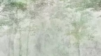 Wall Mural Forest in the Morning - Green Trees on a Delicate Light Texture Wallpaper Cropper