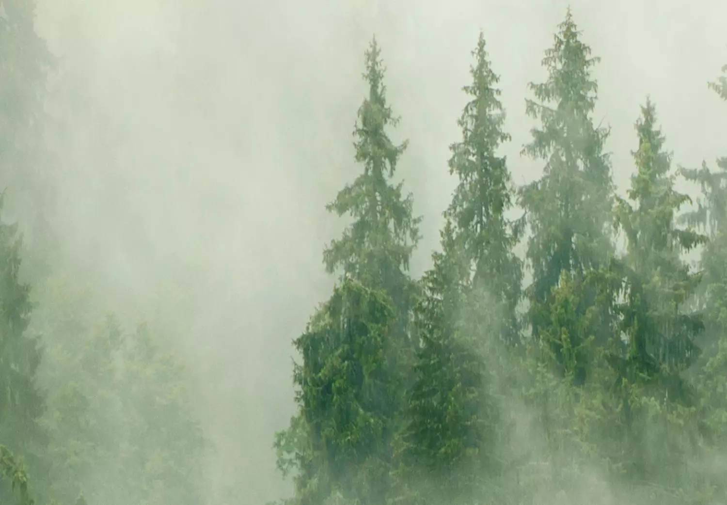 Round Canvas Foggy Forest - Landscape With Trees Among High Mountains