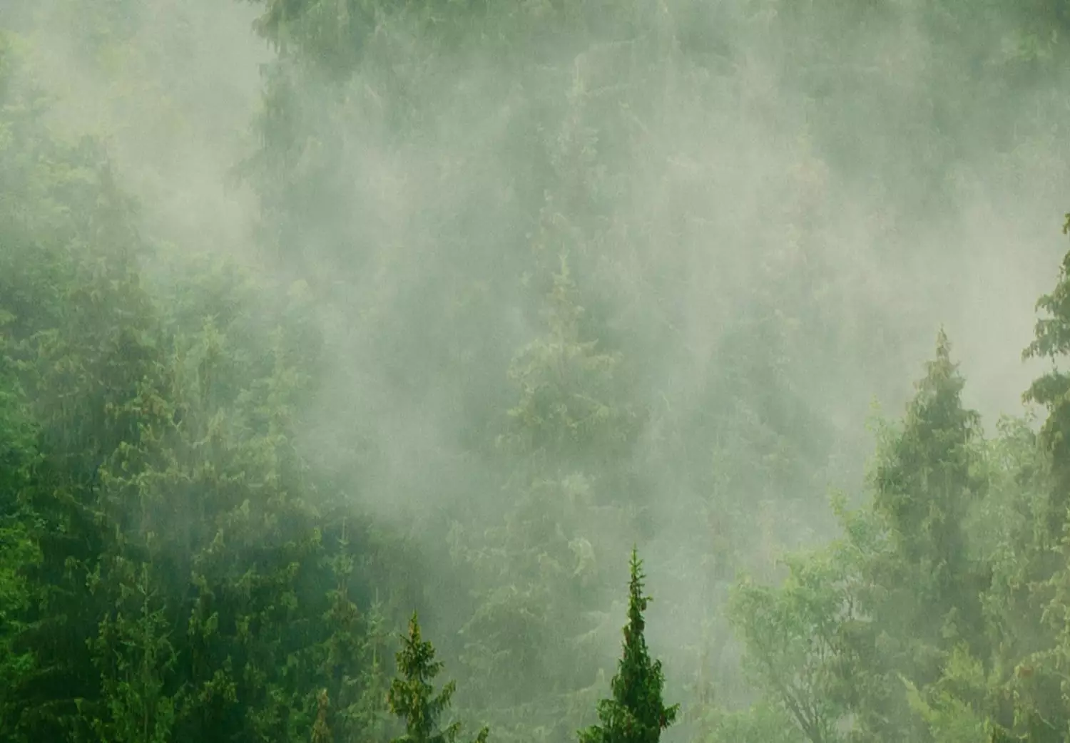 Round Canvas Foggy Forest - Landscape With Trees Among High Mountains