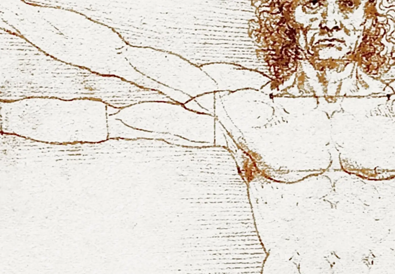 leonardo vitruvian man drawing