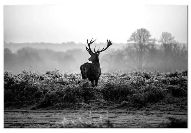 Large canvas print Deer in the Wild [Large Format]