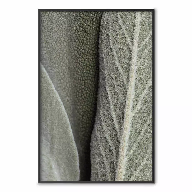 Sage Plant - Close-up of Rough Leaves