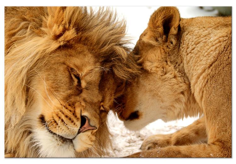 Large canvas print Lion Tenderness [Large Format]