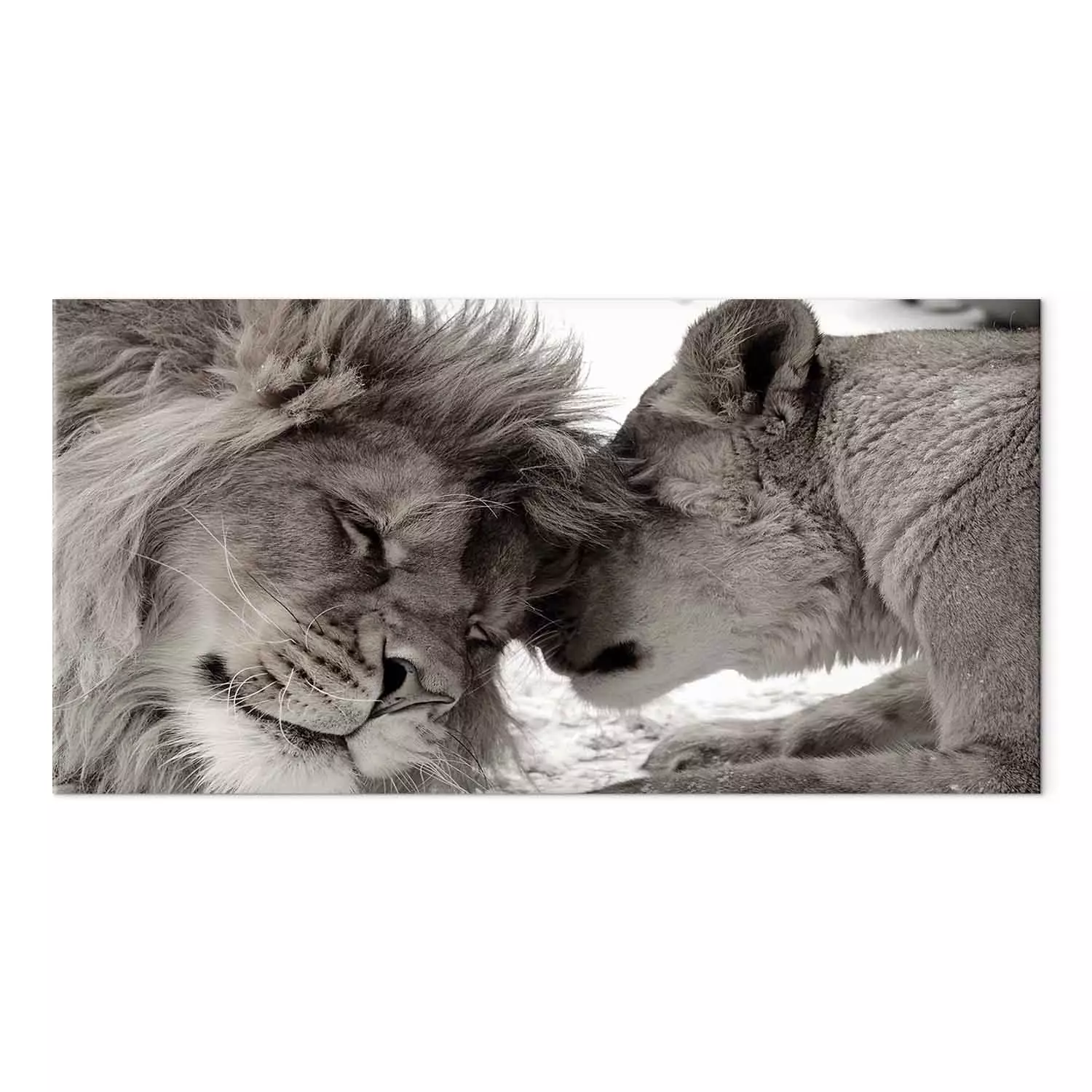 Large canvas print Moment of Rest on the Savannah II - Lions Cuddling