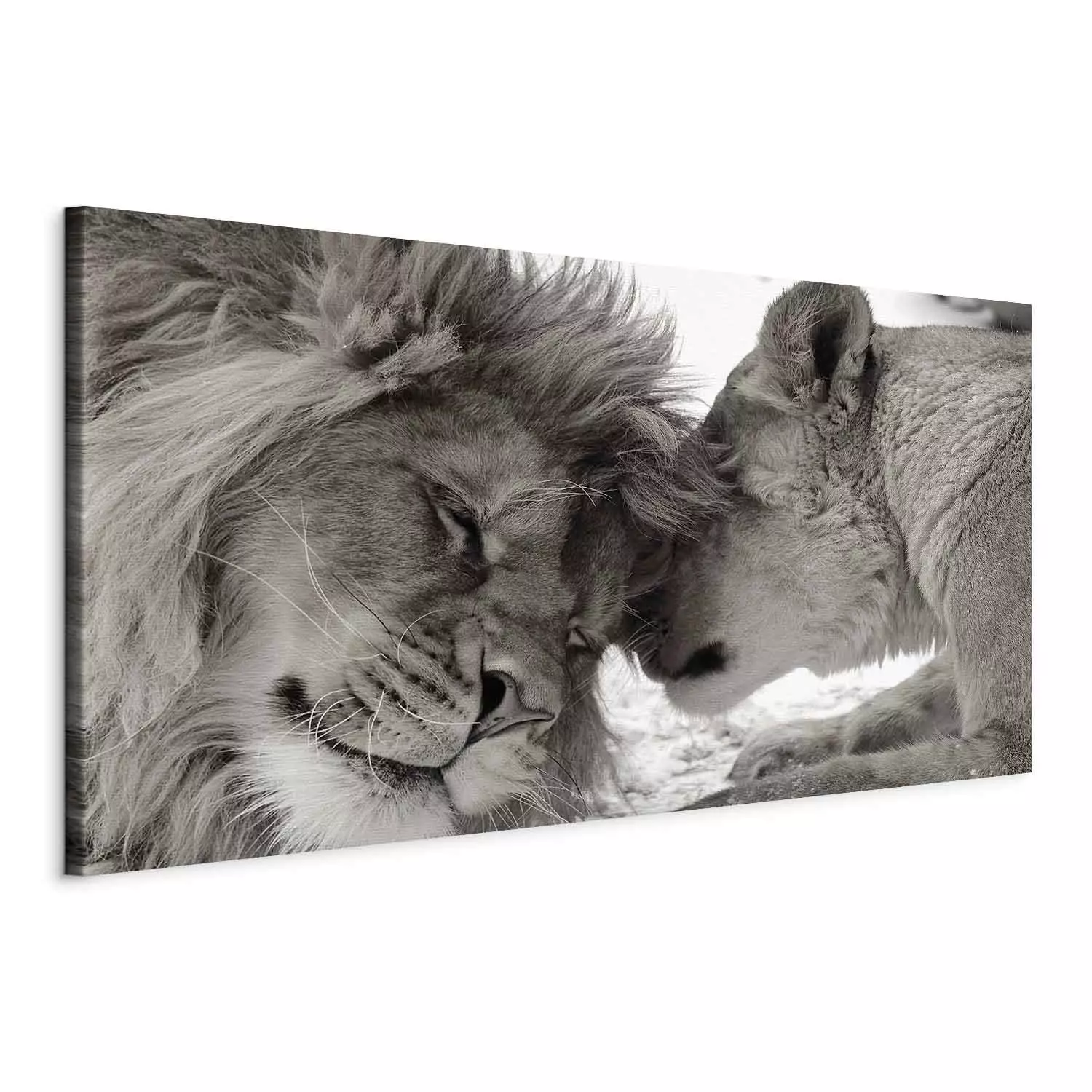 Large canvas print Moment of Rest on the Savannah II - Lions Cuddling