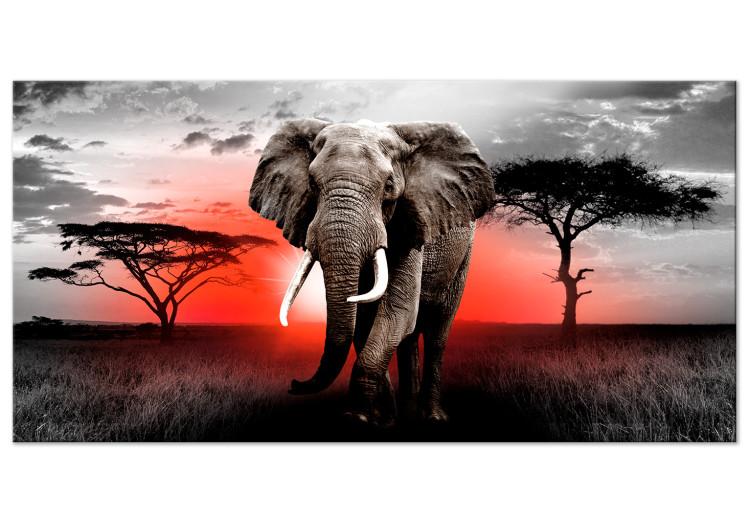 Large canvas print Elephant Against the Setting Sun II [Large Format]