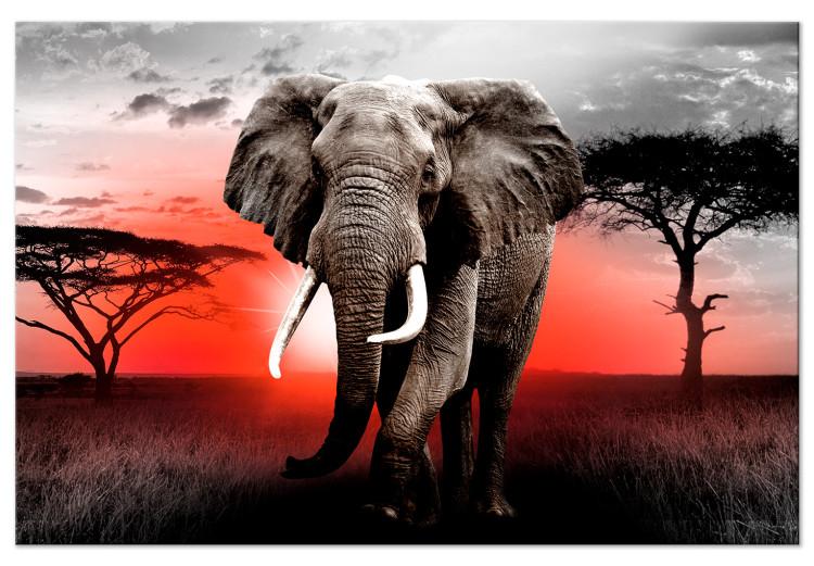 Large canvas print Elephant Against the Setting Sun [Large Format]