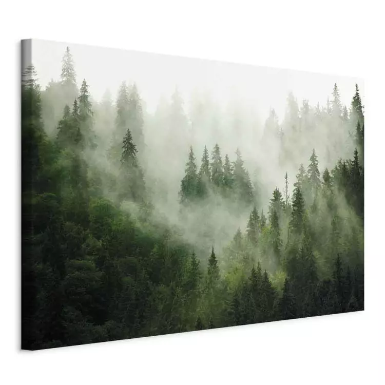 Mountain Forest - View of Green Coniferous Trees Covered With Fog